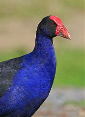 Australasian Swamphen